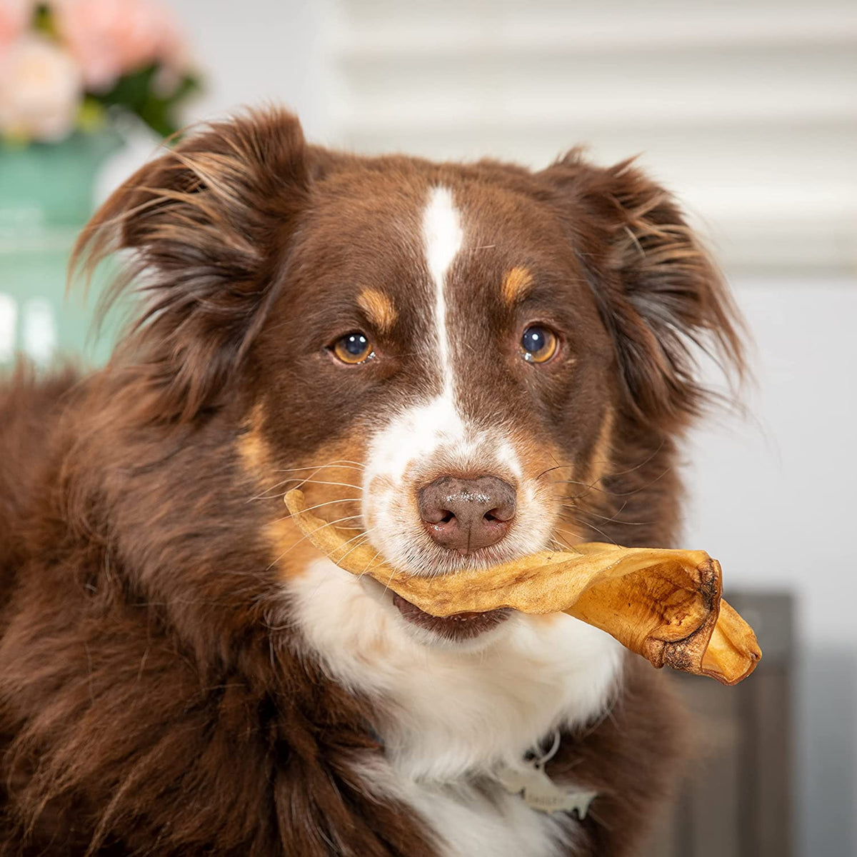 Water Buffalo Prime Select Bone Assortment Dog Chews, Pack of 7