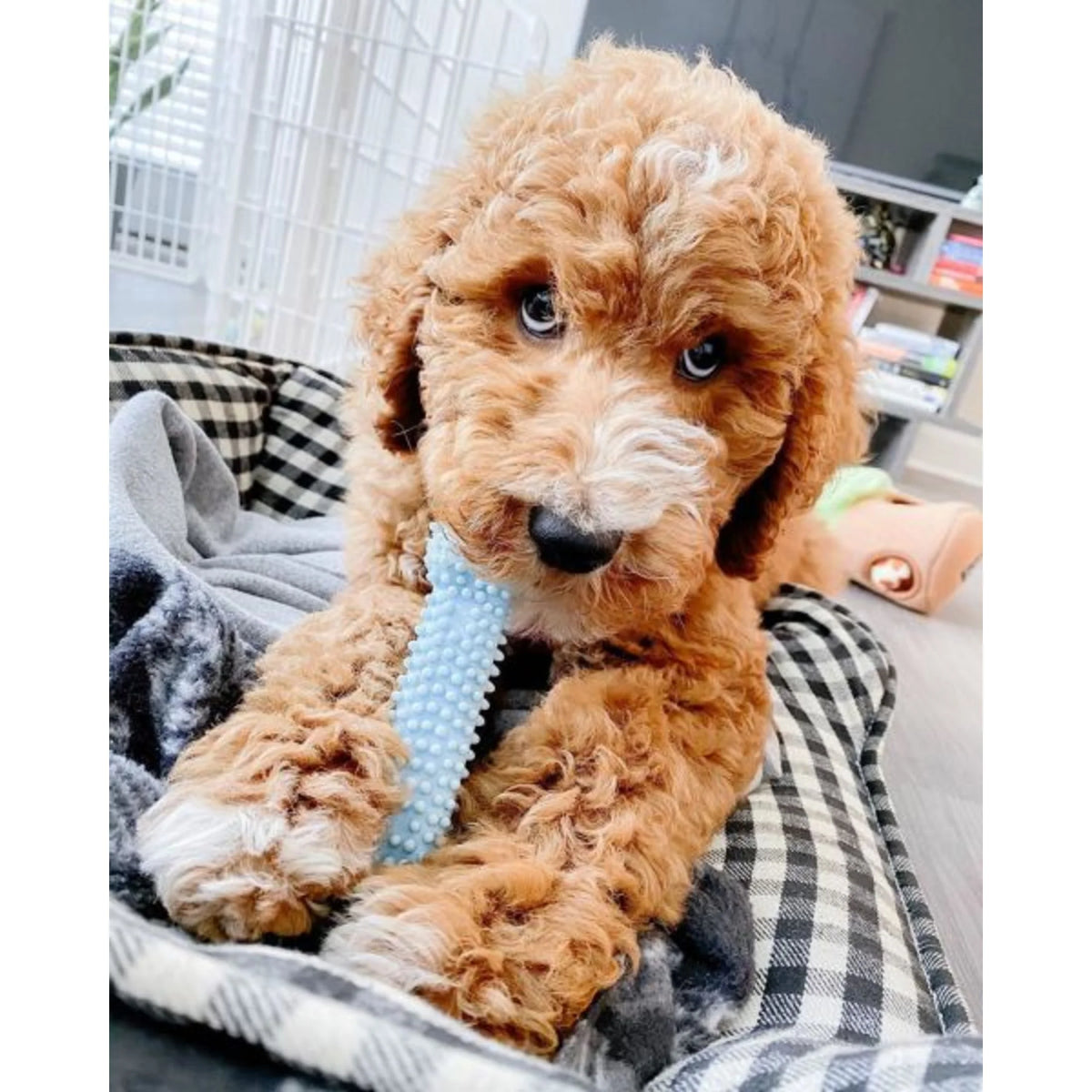 New Puppy Starter Kit, Puppy Teething Toys, Puppy Teething Toy, 3 Pack, Blue, for New Puppy, Puppy Chew Toys for Teething
