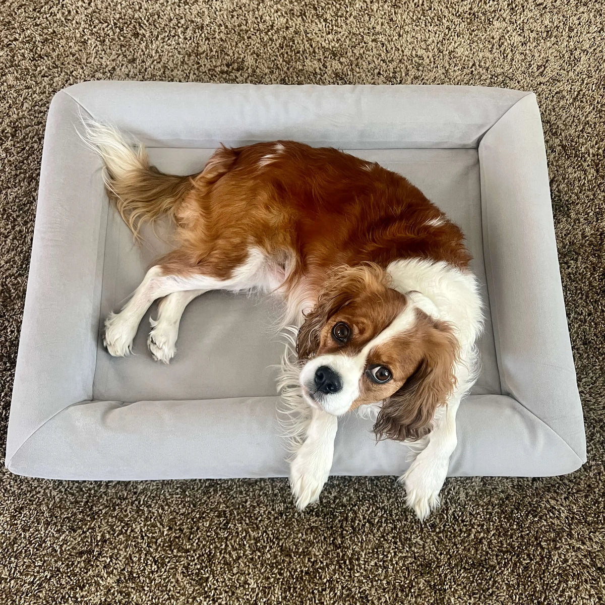 Orthopedic Memory Foam Dog Bed for Large Breeds with Arthritis or Health Concerns