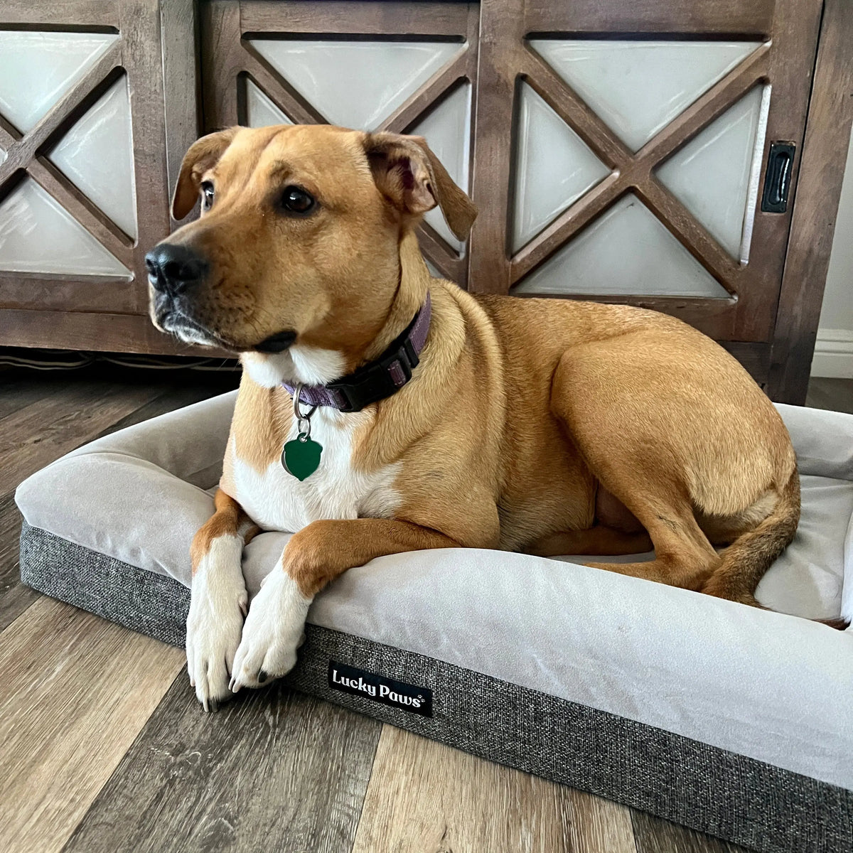 Orthopedic Memory Foam Dog Bed for Large Breeds with Arthritis or Health Concerns