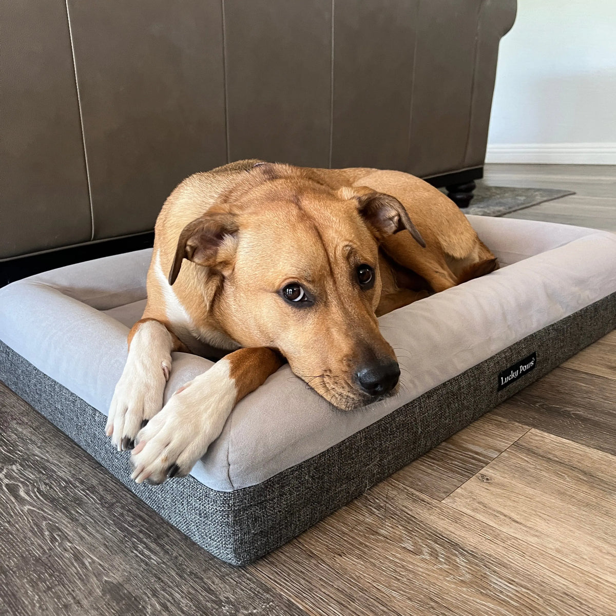 Orthopedic Memory Foam Dog Bed for Large Breeds with Arthritis or Health Concerns
