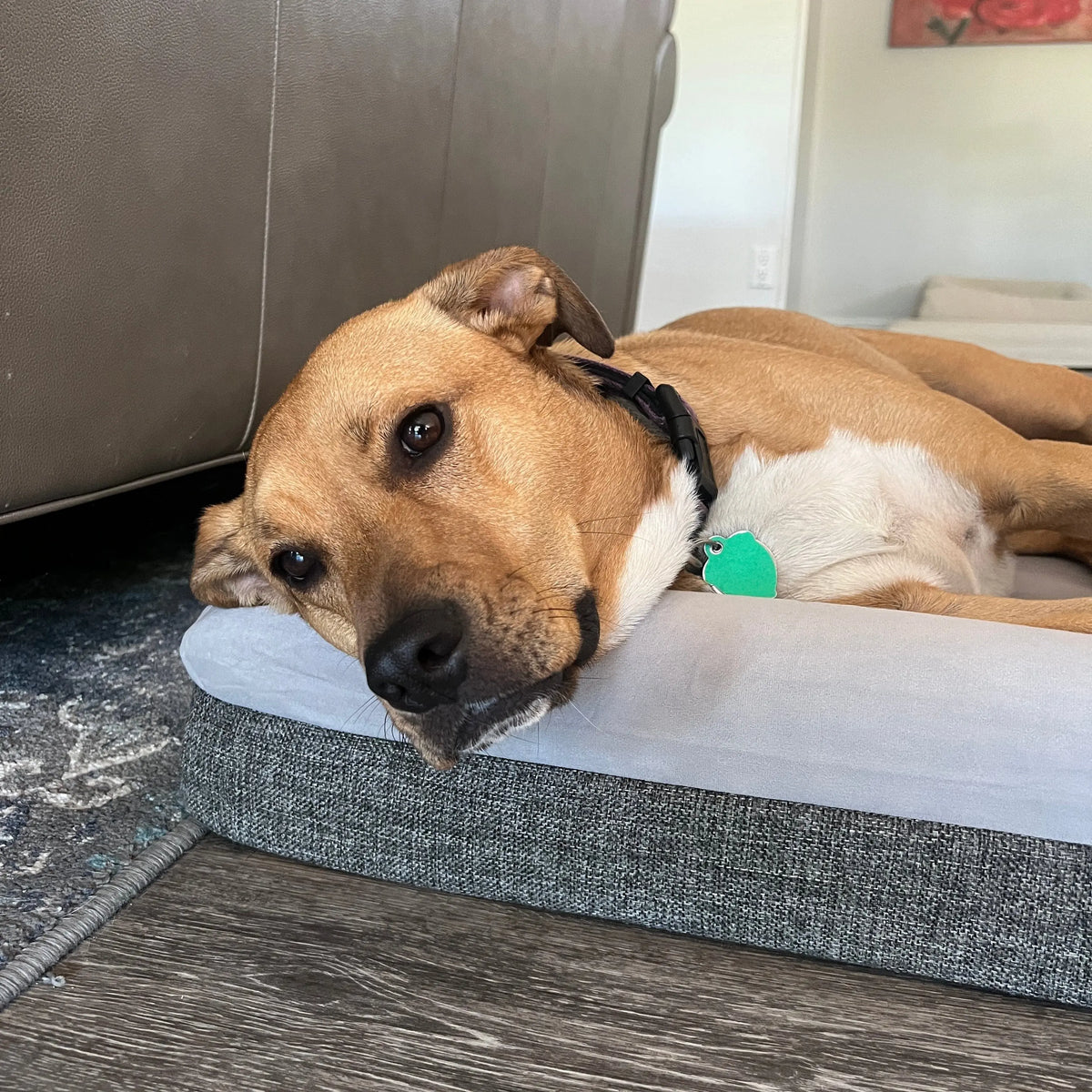 Orthopedic Memory Foam Dog Bed for Large Breeds with Arthritis or Health Concerns