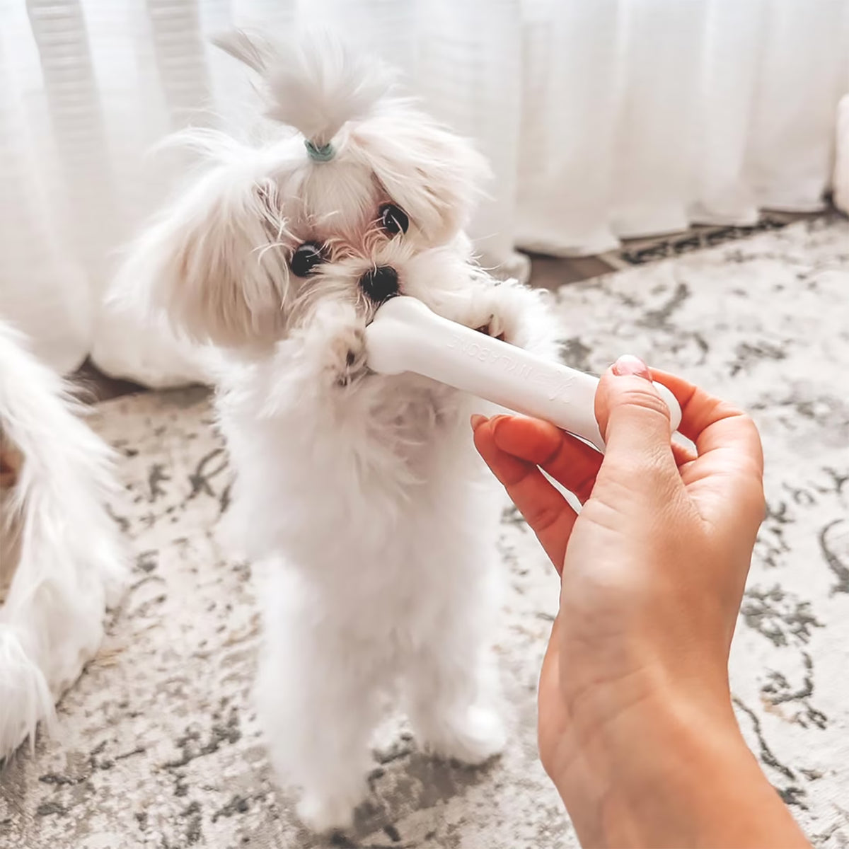 New Puppy Starter Kit, Puppy Teething Toys, Puppy Teething Toy, 3 Pack, Blue, for New Puppy, Puppy Chew Toys for Teething